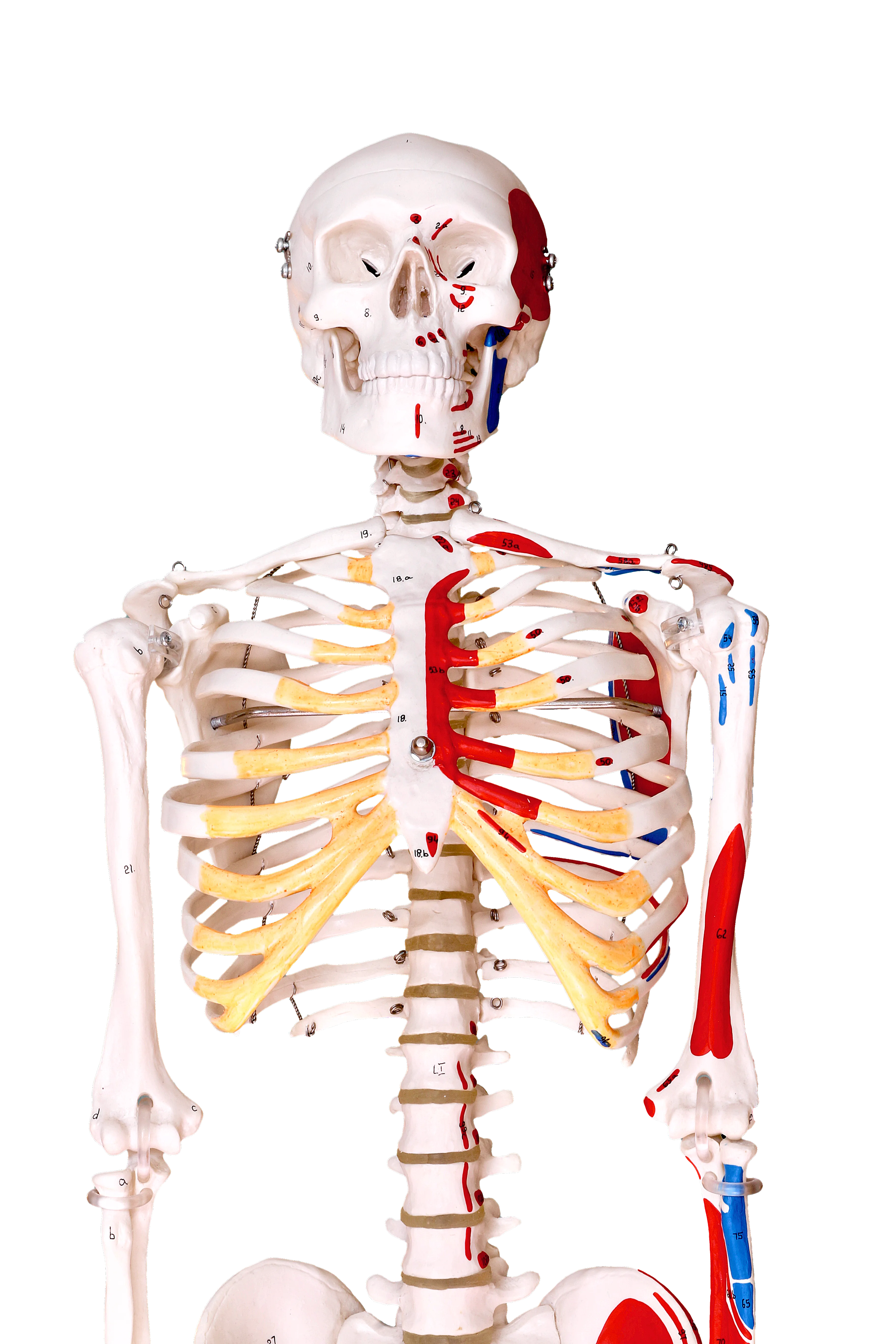 Skeleton, Human, Model image